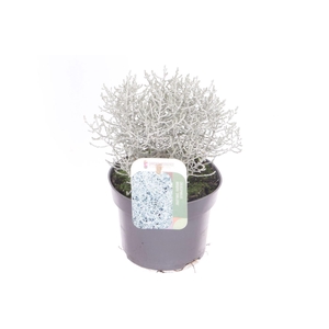 Leucophyta brownii Challenge