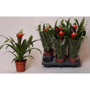 Guzmania   ...