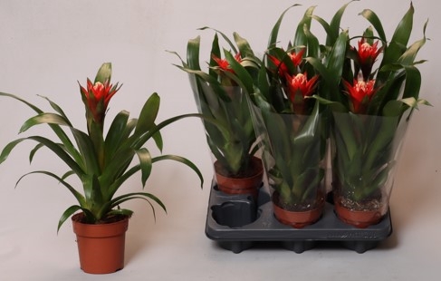 <h4>Guzmania   ...</h4>