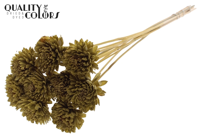 Shola Zinia 6cm on stem Olive