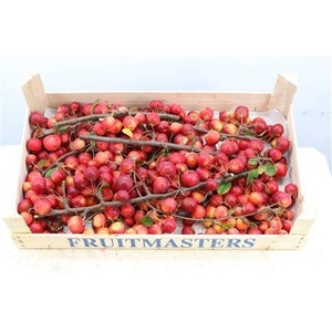 SIERAPPEL MALUS