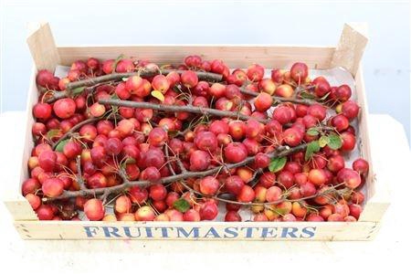 <h4>SIERAPPEL MALUS</h4>