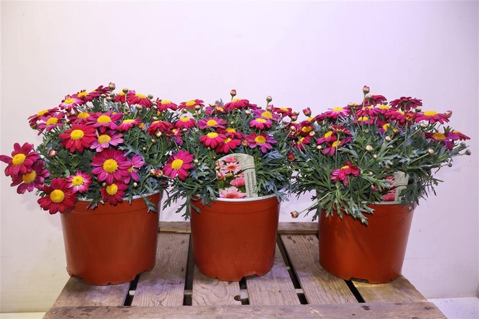 <h4>Arg Ov Rood</h4>