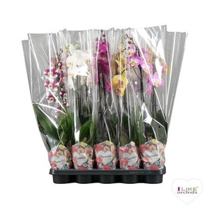 Phalaenopsis Mix - 2 Tak 80cm In Pr