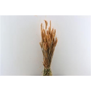 Dried Triticum X5 Frosted Salmon Bunch