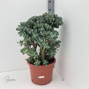 Crassula arborescens cristaat 32Ø 60cm