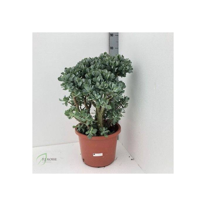 <h4>Crassula arborescens cristaat 32Ø 60cm</h4>