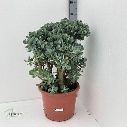 Crassula arborescens cristaat 32Ø 60cm