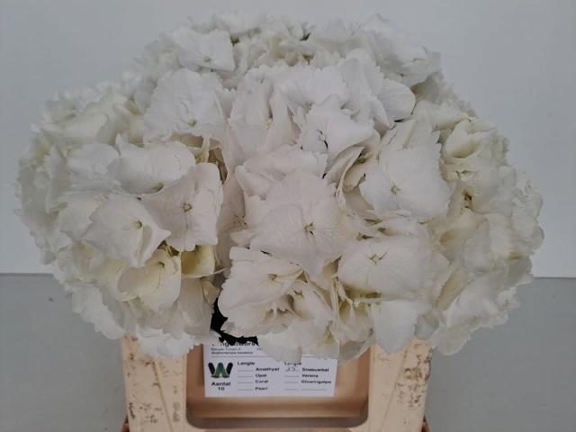 <h4>HYDR M SCHNEEBALL</h4>