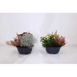 PERKPL GEM IN POT