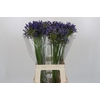 Agapanthus Blue Heaven