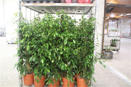 <h4>Fic Ben Exotica P27 140cm</h4>