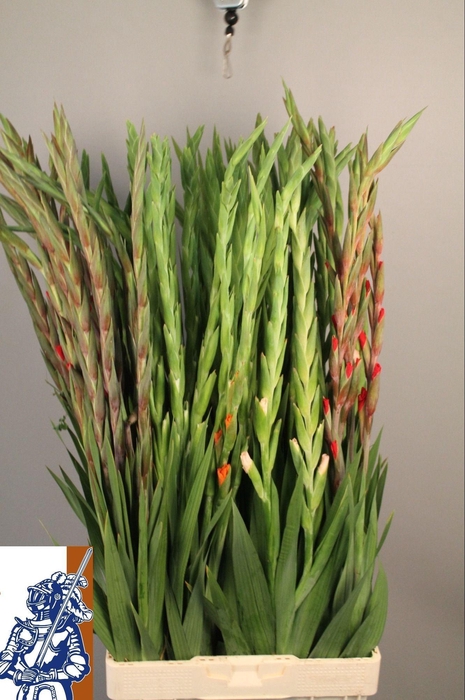 <h4>GLAD GR GEM IN FUST</h4>