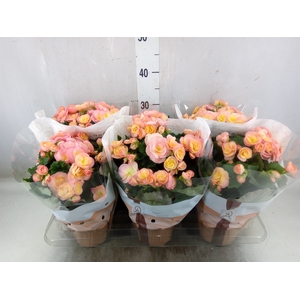 Kalanchoe  'MoreFlow Lausanne'