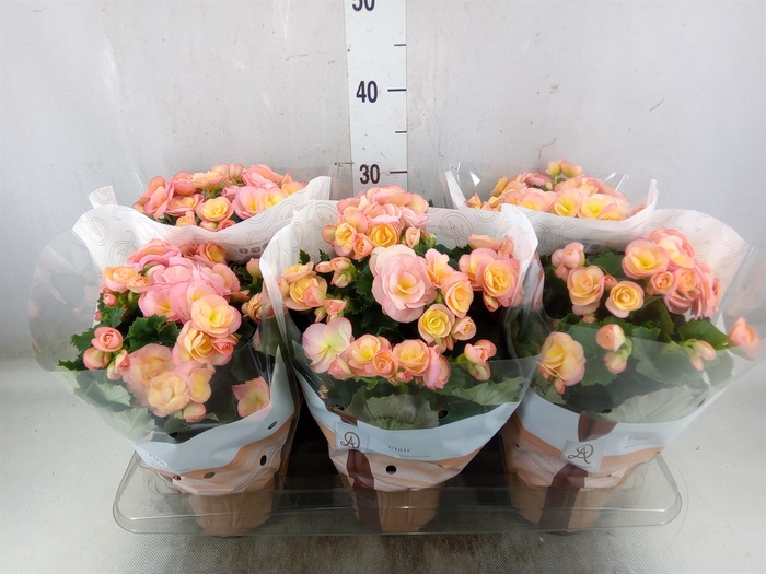 <h4>Kalanchoe  'MoreFlow Lausanne'</h4>