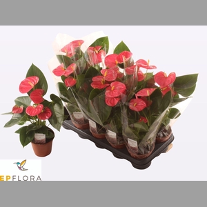 ANTHU AN ARISA PINK