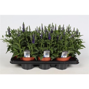 Veronica spicata