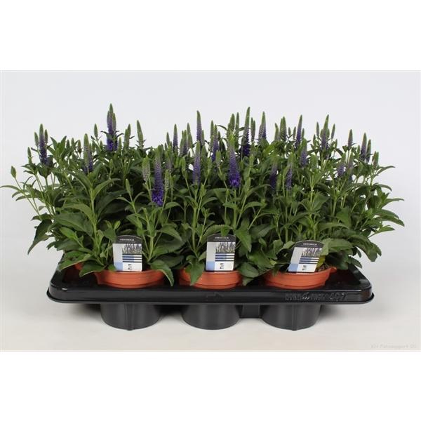 <h4>Veronica spicata</h4>