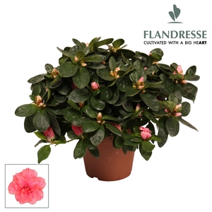 Azalea Flandresse® 'zalm' 22 - 25 cm