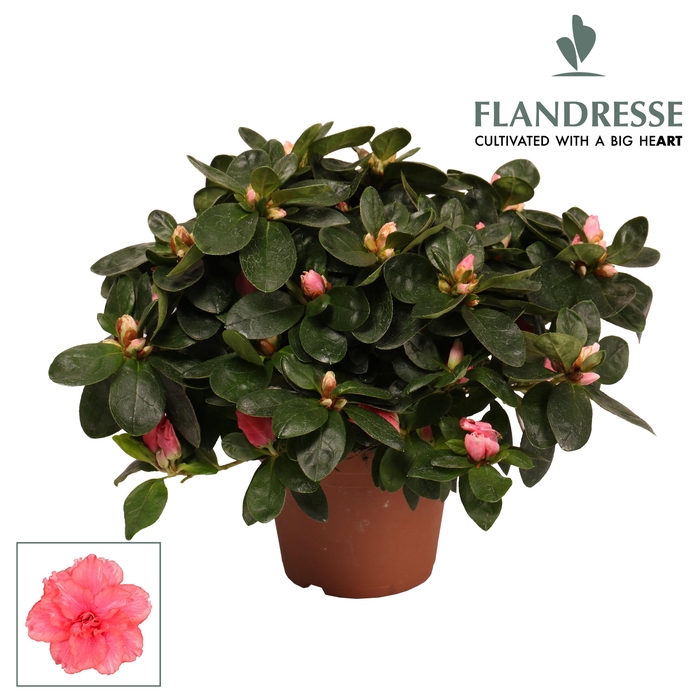 <h4>Azalea Flandresse® 'zalm' 22 - 25 cm</h4>