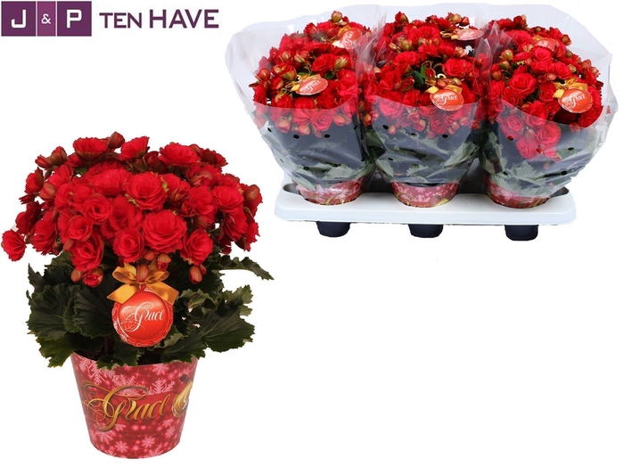 <h4>Winterbegonia Grace in Kerstpotcover rood met Grace etiket</h4>