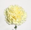 Dianthus St Rodas Creme