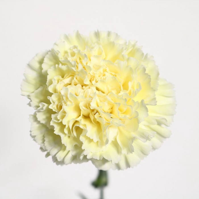 Dianthus St Rodas Creme