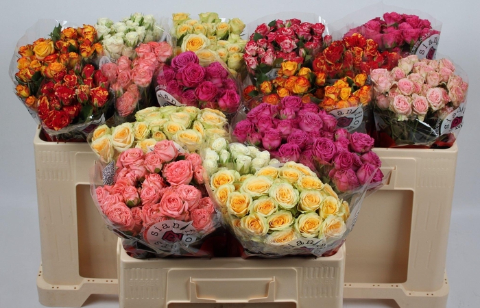 <h4>R TR GEM IN FUST</h4>