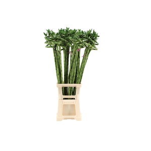 Lucky Bamboo Spiraal 100