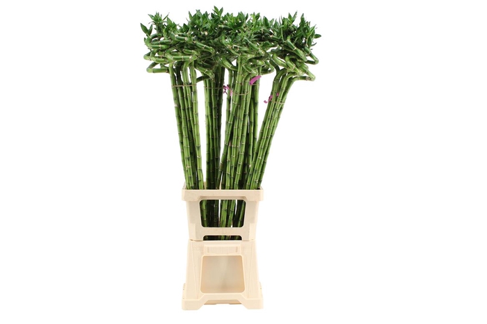 <h4>Lucky Bamboo Spiraal 100</h4>