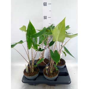 Alocasia zebrina