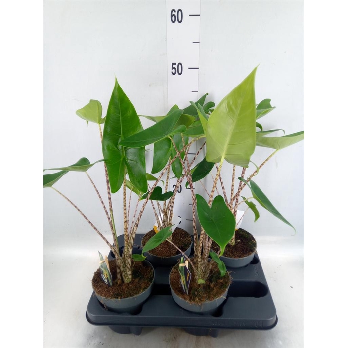 <h4>Alocasia zebrina</h4>