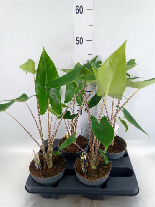 <h4>Alocasia zebrina</h4>