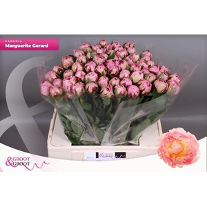 PAEO L MARGUE GERARD