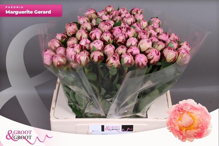 <h4>PAEO L MARGUE GERARD</h4>