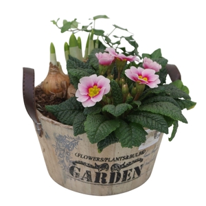 Primula Ronde bak hedra tet 418