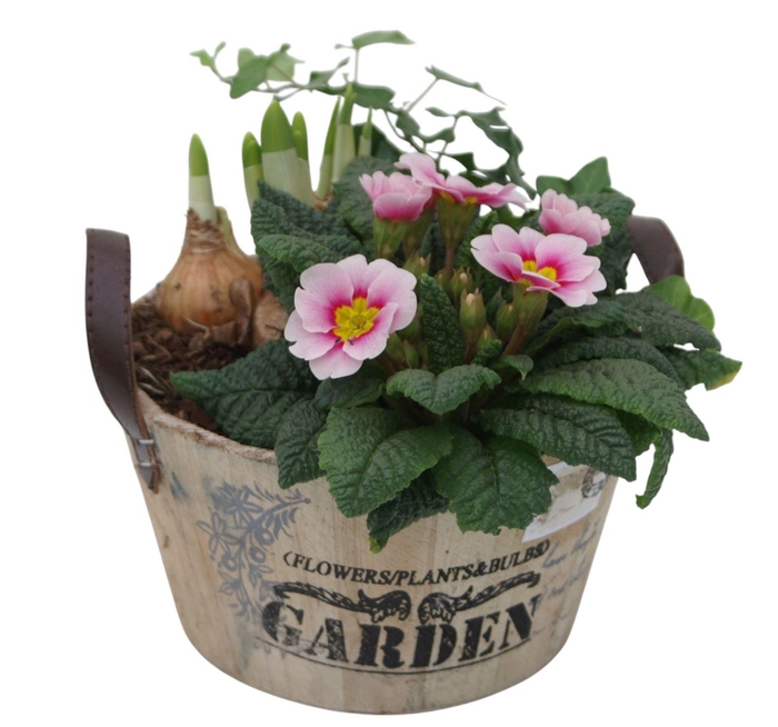 <h4>Primula Ronde bak hedra tet 418</h4>