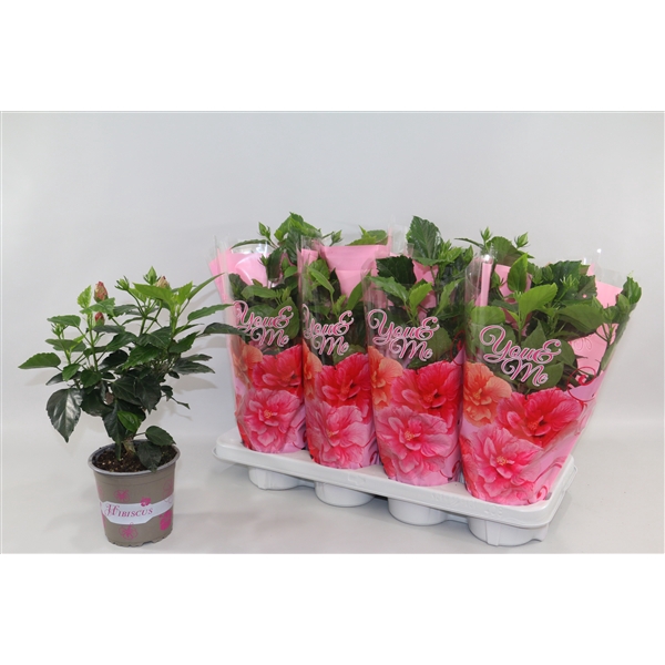 <h4>Hibiscus rosa sinensis 4+ ''You & Me''cadeauhoes ''Sunshiners®"</h4>