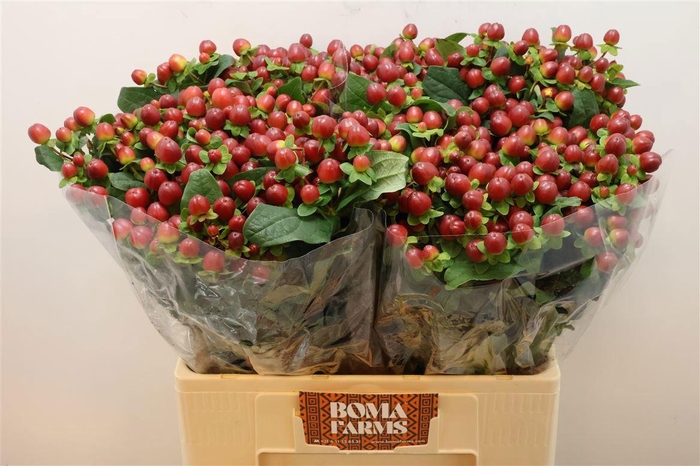 <h4>HYP MAG SEASONS</h4>