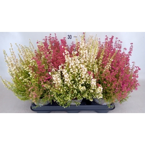 Erica gracilis   ...