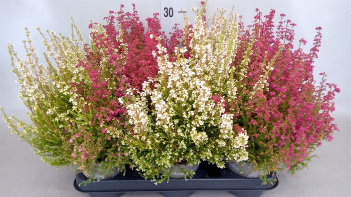 <h4>Erica gracilis   ...</h4>