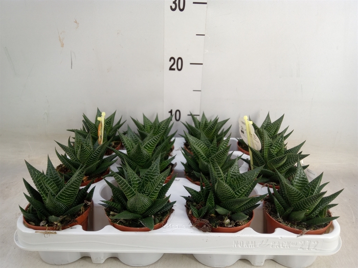 <h4>Haworthia limifolia</h4>