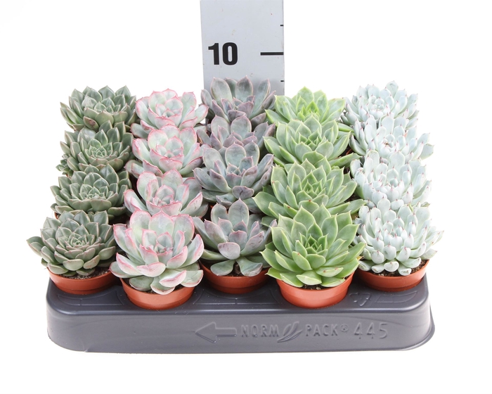 <h4>Echeveria   ...mix</h4>