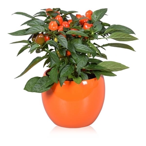 Capsicum annuum gemengd