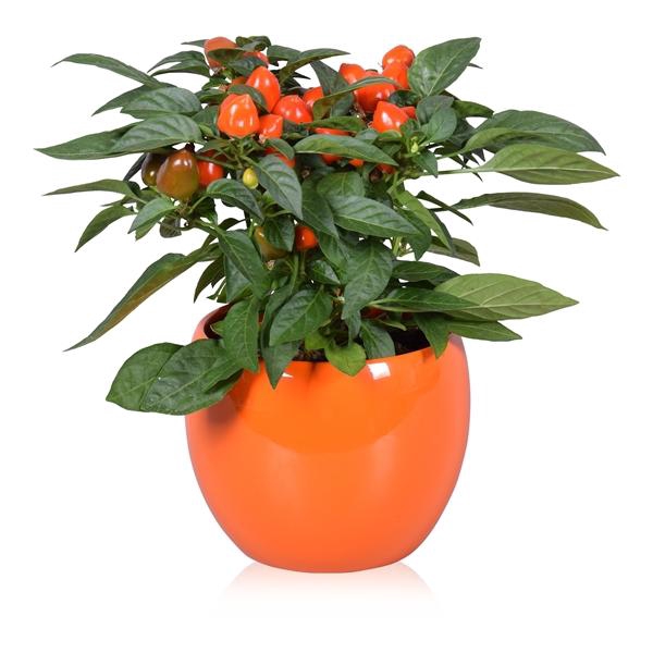 <h4>Capsicum annuum gemengd</h4>