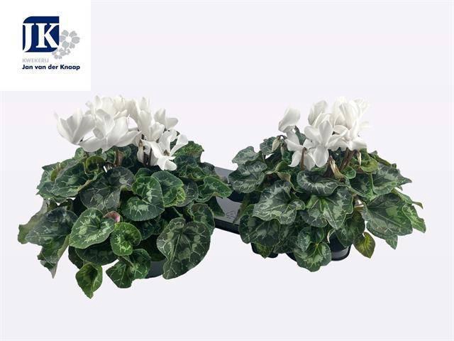 <h4>CYCL GR SUP MAMMOTH</h4>