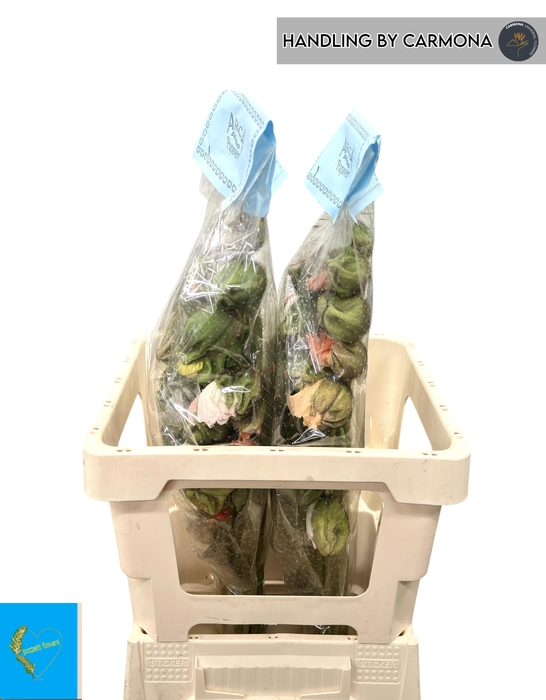 <h4>PAPA NU POP BUS GEM</h4>