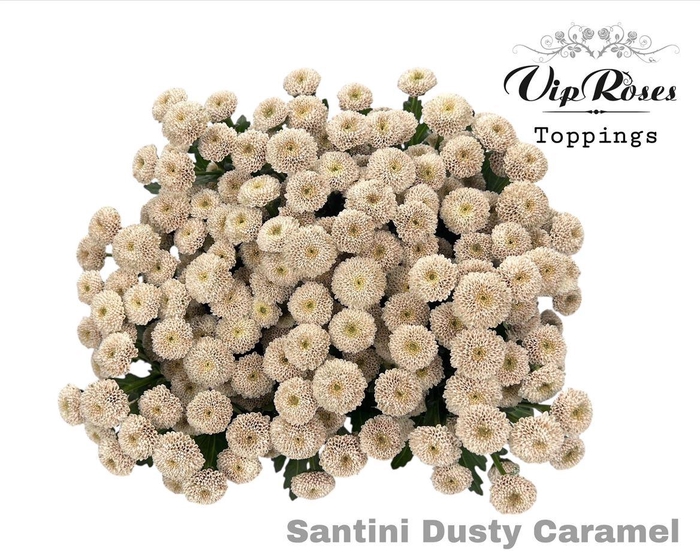 <h4>Chr S Dusty Caramel</h4>