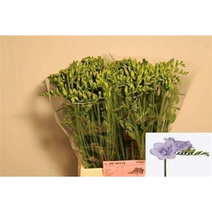 Fr Du Carice Pale Blue