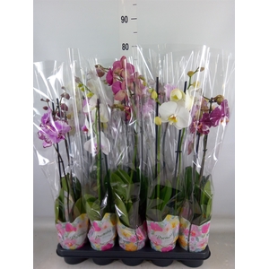 Phalaenopsis   ...mix  5